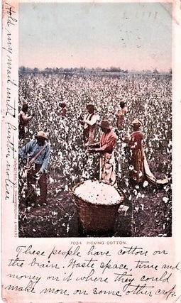 Item #041336 "PICKING COTTON": FULL-COLOR POSTCARD OF SEVEN AFRICAN-AMERICANS IN A FIELD OF...