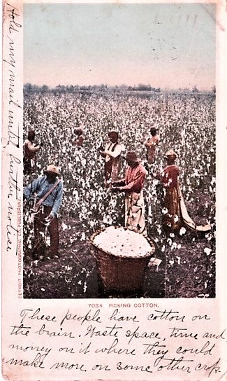 Item #041336 "PICKING COTTON": FULL-COLOR POSTCARD OF SEVEN AFRICAN-AMERICANS IN A FIELD OF COTTON. Vicksburg Mississippi.