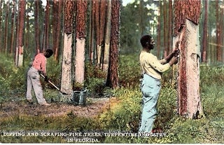 Item #041338 "DIPPING AND SCRAPING PINE TREES, TURPENTINE INDUSTRY IN FLORIDA": FULL-COLOR...