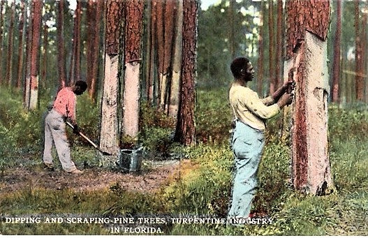 Item #041338 "DIPPING AND SCRAPING PINE TREES, TURPENTINE INDUSTRY IN FLORIDA": FULL-COLOR POSTCARD OF TWO AFRICAN-AMERICAN MEN PEELING THE BARK FROM TALL PINES. Florida.