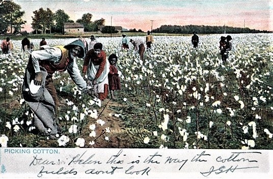 Item #041340 "PICKING COTTON": FULL-COLOR POSTCARD OF 11 ADULT AFRICAN-AMERICANS AND A LITTLE GIRL WORKING IN A FIELD OF COTTON. Waco Texas.
